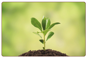 Growing_335x225Image