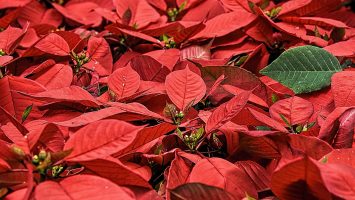 poinsettia-557704_1920